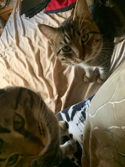 2 Male 1 y/o Kittens, View more