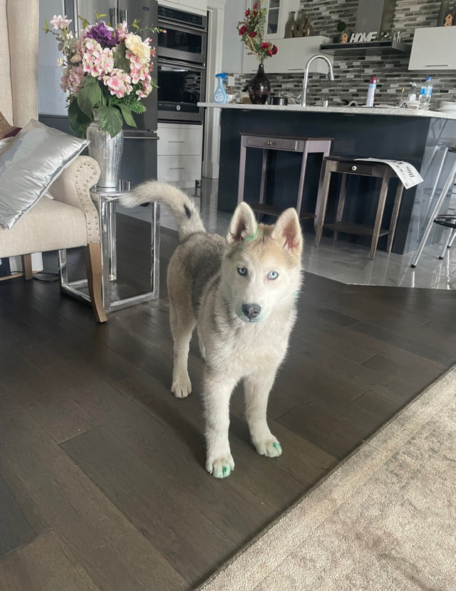 Pure Siberian Husky  puppy  in Dogs & Puppies for Rehoming in Fort McMurray