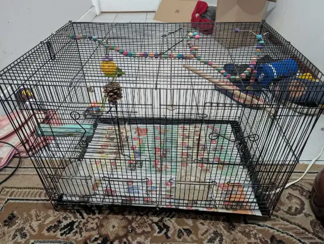 large cage for birds  in Birds for Rehoming in Delta/Surrey/Langley - Image 6
