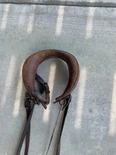 Dog Sled Harness