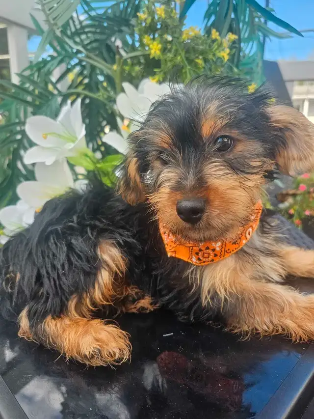 Magnifique yorkshire pure race *** personne  serieuse*** in Dogs & Puppies for Rehoming in City of Montréal - Image 11