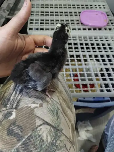 4 artisan poults hatched this week. Asking $15 each. 1 artisan poult about 2-3 weeks.