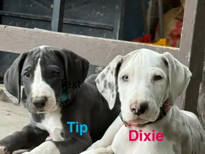 LITTLE giants Great Danes, View more
