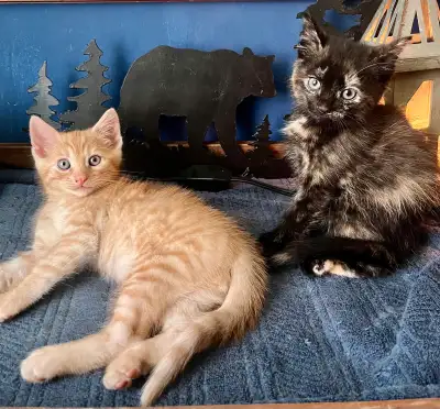 Last 2 Playful Ginger Tabby Male/Luxurious Tortoise Shell Female, View more