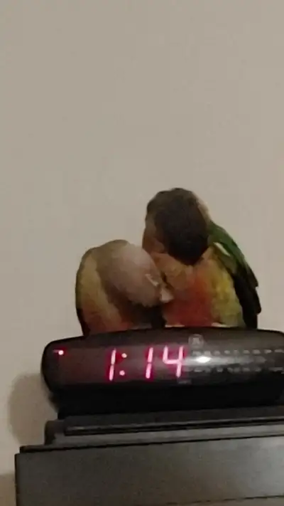 Ready for nesting: Male and female, not related to each other: Extremely Friendly healthy bonded pai...
