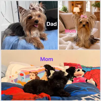 XS Yorkshire Terrier Puppies, View more