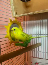 Bird for sale with cage & toys