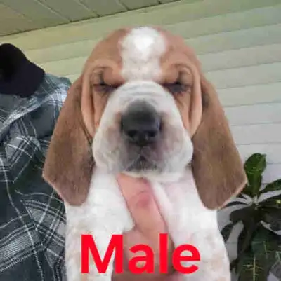 Coonhound puppies, View more