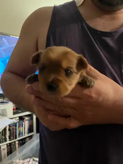 Yorkie Puppies For Sale 3 Left, View more