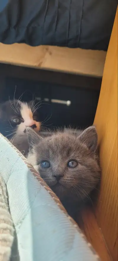 4 Ready to Find their Forever Companions & Home *Greta Earl Grey - the beautiful Russian blue, delic...