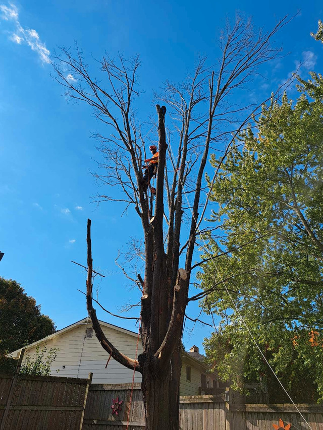 Landscaping and Tree Services in Lawn, Tree Maintenance & Eavestrough in Kingston - Image 2