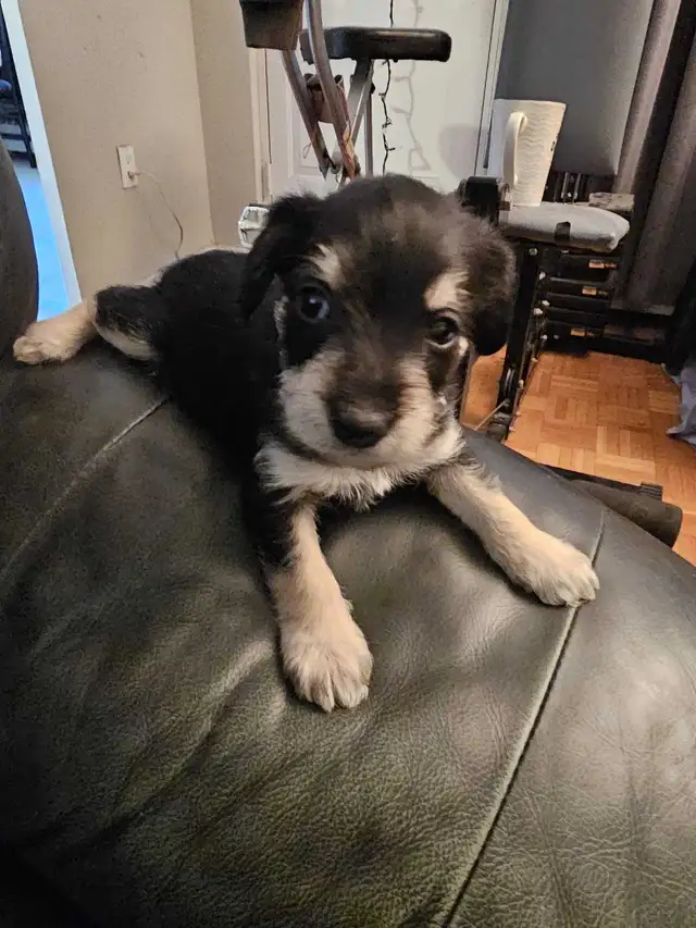 Cockapoo Schnauzer Puppies in Dogs & Puppies for Rehoming in Mississauga / Peel Region - Image 2