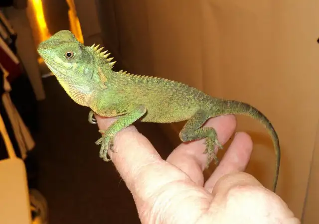 WE HAVE A HUGE SELECTION OF REPTILES & AMPHIBIANS in Reptiles & Amphibians for Rehoming in Muskoka - Image 10