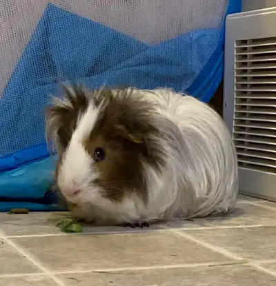 For sale: 2 male Guinea pigs , 1.5 years old. Each pig comes with a cage and accessories! May be abl...
