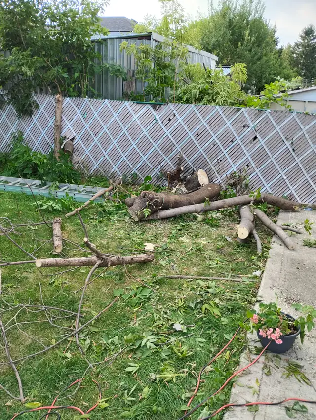 Tree Removal services Branch Trimming # 6475143001 in Lawn, Tree Maintenance & Eavestrough in Mississauga / Peel Region - Image 5