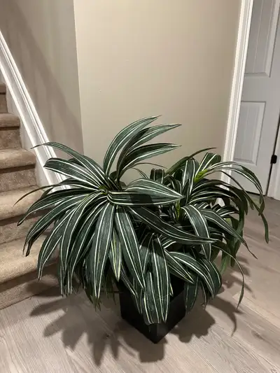 Decorative Indoor Plant, View more