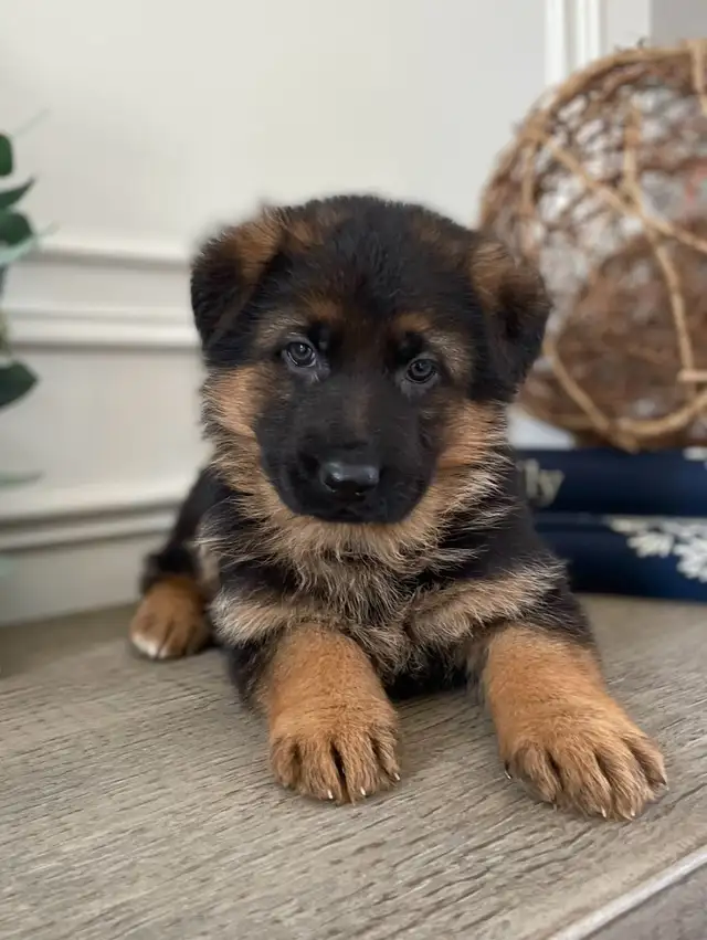 Purebred German Shepherd Puppies CKC Reg’d in Dogs & Puppies for Rehoming in Markham / York Region - Image 2
