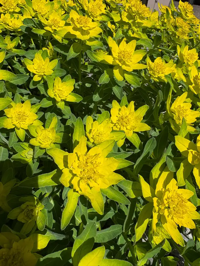 Spring CLEAN UP and lawn care in Lawn, Tree Maintenance & Eavestrough in Calgary - Image 7
