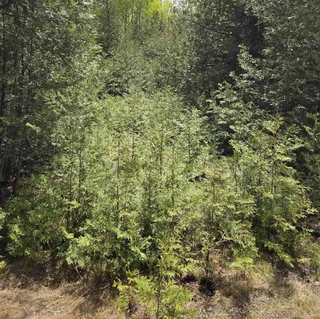 Eastern White Cedar Trees (Hedging Cedars) | Plants, Fertilizer & Soil ...