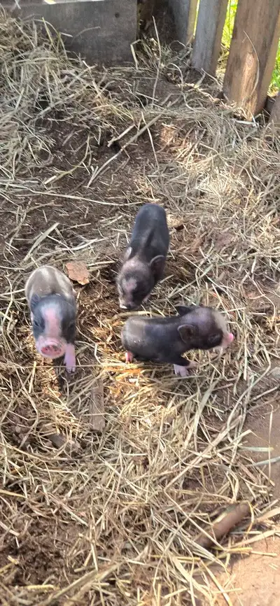 Potbelly piglets , View more