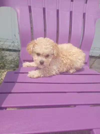 Toy poodle puppies, View more