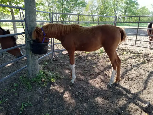Yearling Arabian filly for sale in Horses & Ponies for Rehoming in Owen Sound - Image 7