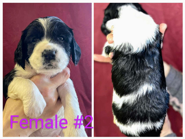 Pure bred Springer Spaniel Puppies  in Dogs & Puppies for Rehoming in Trenton - Image 2
