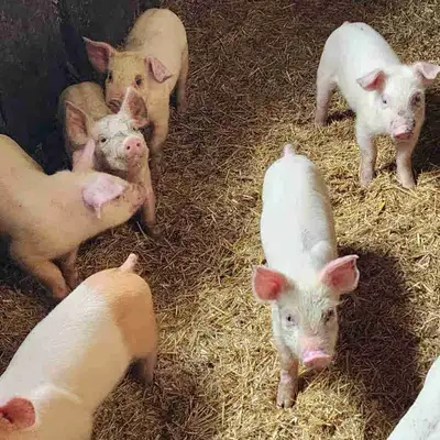 Piglets for Sale, View more