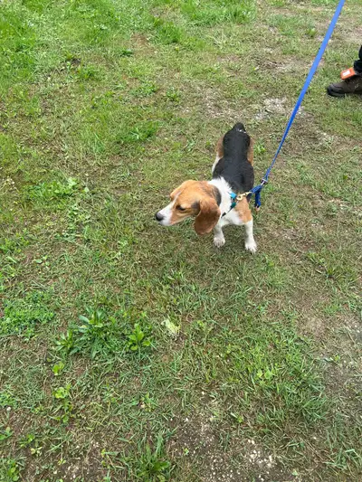 Purebred Beagle puppies, View more