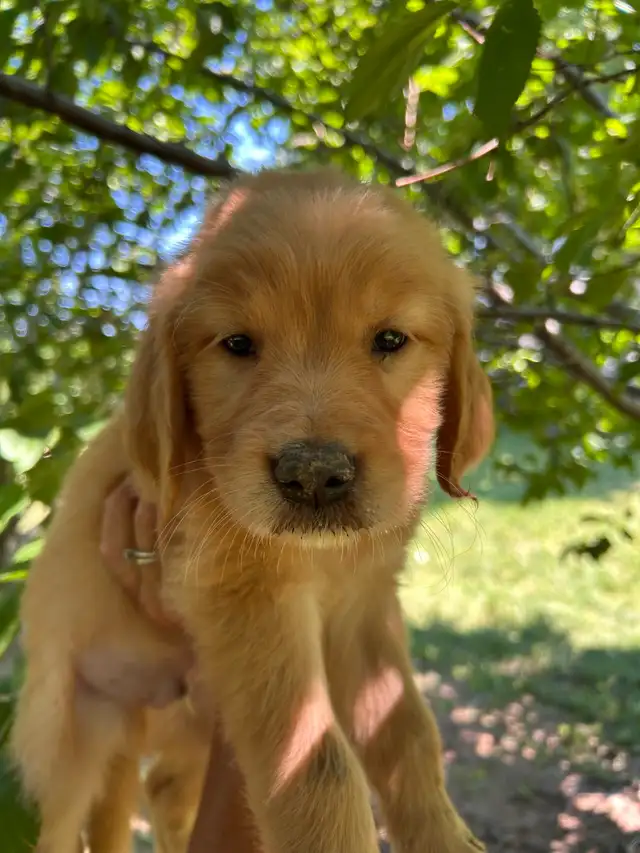 Golden Retrievers Ready for Home! in Dogs & Puppies for Rehoming in Oakville / Halton Region - Image 2