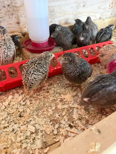 coturnix quails ( jumbo), View more