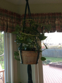Live mature house plants