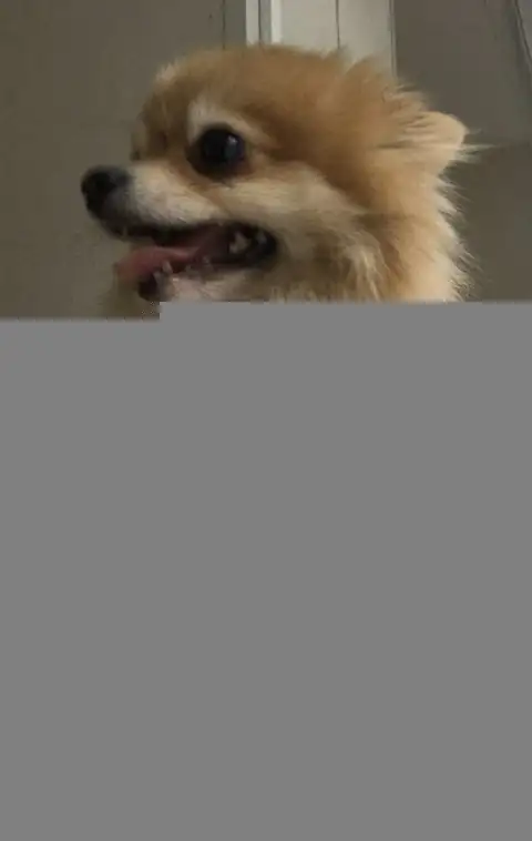 Pink Breathable Small Pet Harness (Read Description) in Accessories in St. Catharines - Image 7