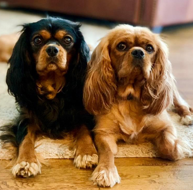 Cavalier King Charles Spaniels in Dogs & Puppies for Rehoming in Hope / Kent