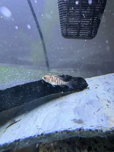 1 inch ob peacock cichlids. 30 available. Min purchase 5. Parent pictures on request