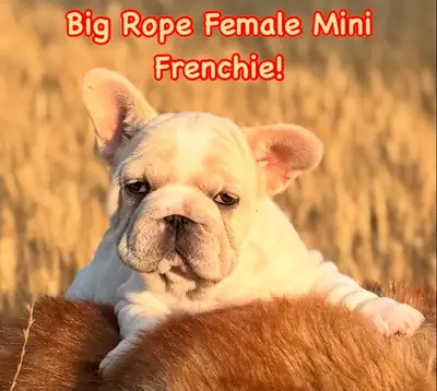 Rare French Bulldog Puppies, View more