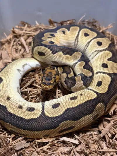 Female Clown Het Enhancer $300 400 grams Eating weaned rats Please let me know if you have any quest...