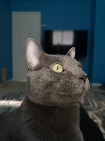 Male Russian Blue for sale, View more