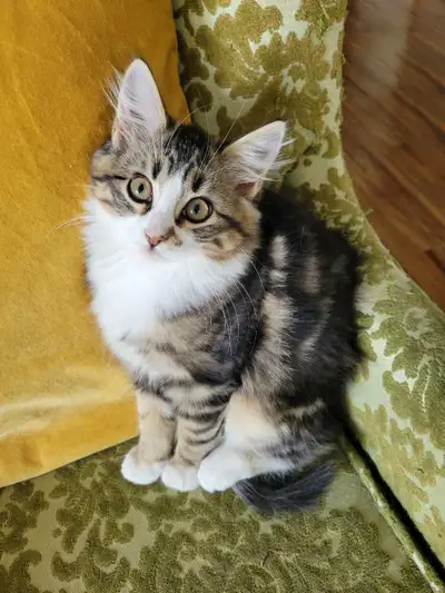 Female Indoor Kitten, View more