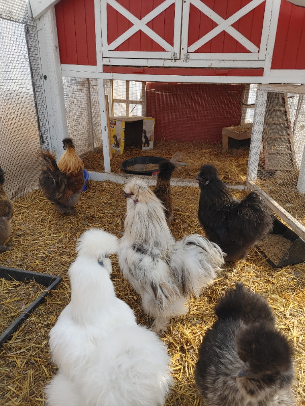 Bearded silkie chicken hatching eggs in Livestock in Winnipeg - Image 3