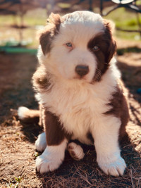 Mini Australian Shepherd / Border Collie Cross Puppies