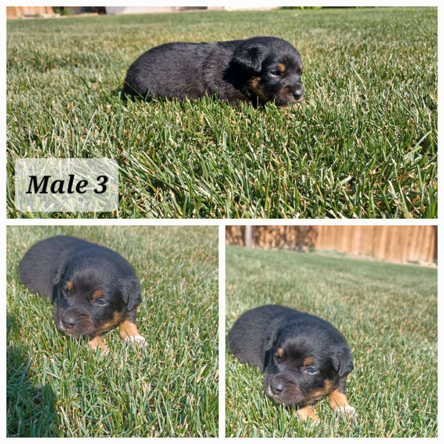 Puppies for Sale in Dogs & Puppies for Rehoming in Lethbridge - Image 3