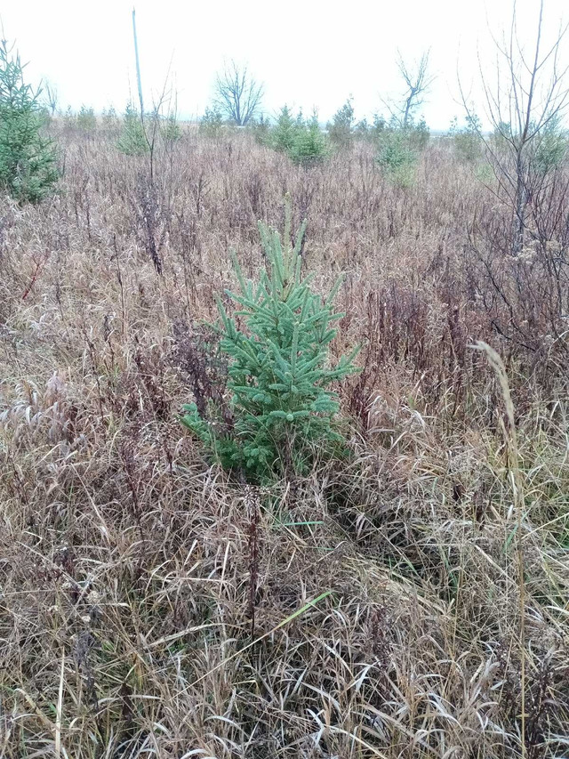 Cedar, Spruce and Pine trees for Sale. in Plants, Fertilizer & Soil in Oakville / Halton Region - Image 4