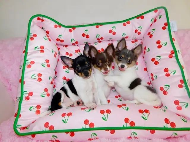 Chiotschihuahua male de 2 mois1/2 in Dogs & Puppies for Rehoming in City of Montréal - Image 2