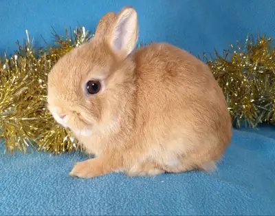 EXTRAORDINARY Netherland dwarf, Holland lop, lionhead, mini rex, View more
