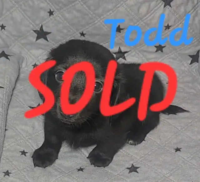 ALL SOLD! Mini Dachshund Puppies in Dogs & Puppies for Rehoming in Strathcona County - Image 5