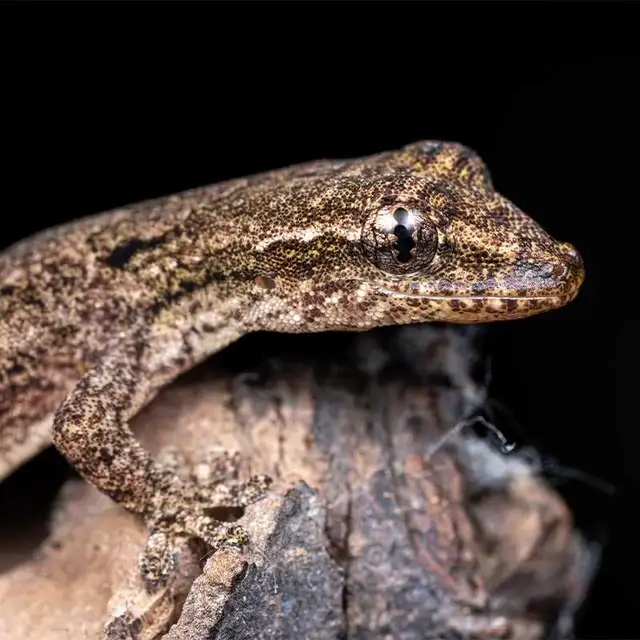 wanted : Mourning geckos  in Reptiles & Amphibians for Rehoming in North Bay - Image 2