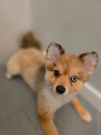 Need to rehome my Pomeranian, View more