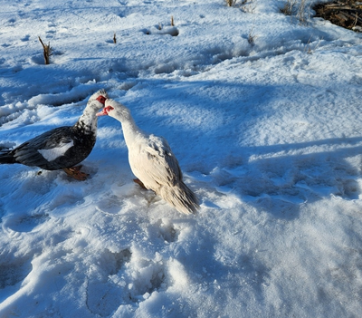 Muscovy Ducks for Sale 1 female available. Please call 431-205-5215 if interested. $20 each.