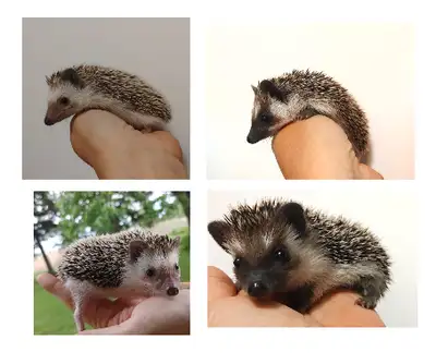 ♥Delivery habitats inclusions 4 baby hedgehogs Sweet!! Plz Text for fastest response *Habitats(basic...
